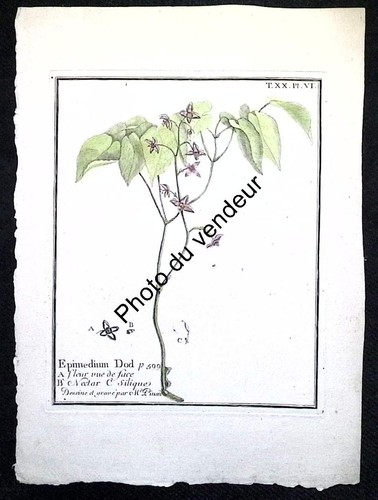 Epimedium solanum double - solanum,