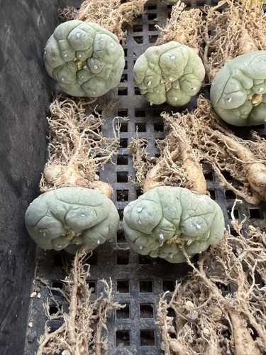 Lizard skin cactus - lf,