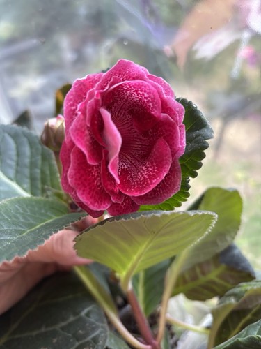 Mix gloxinia seeds - of,