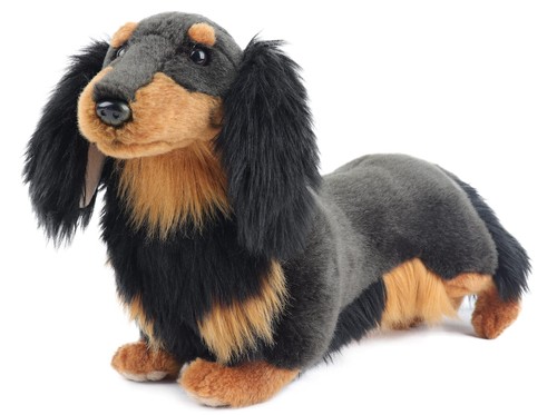 Dog mini dachshund - dog,