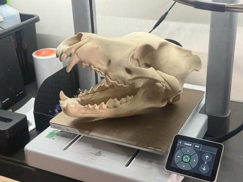 Dire wolf skull replica - dire,