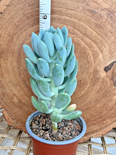 Sedum clavatum plant - sedum,