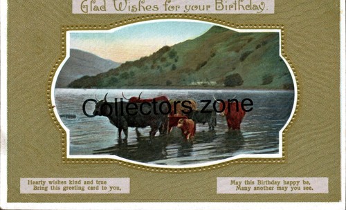 Highland cattle glad birthday - cattle,