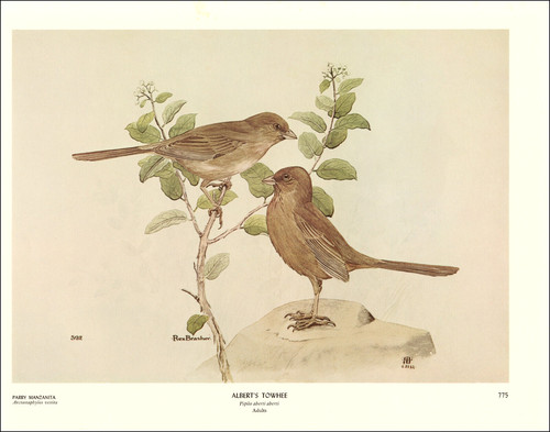 1968 vintage print alberts - print,
