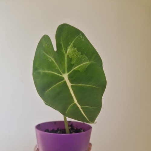 Alocasia micholitziana frydek - alocasia,