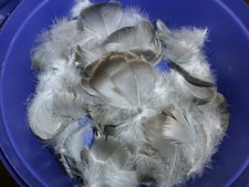 30 NATURAL GOOSE FEATHERS -