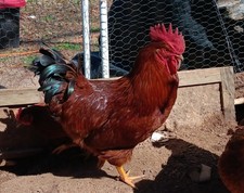 12 Rhode Island Red Chicken
