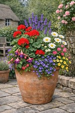 Garden Ready Bedding Plants