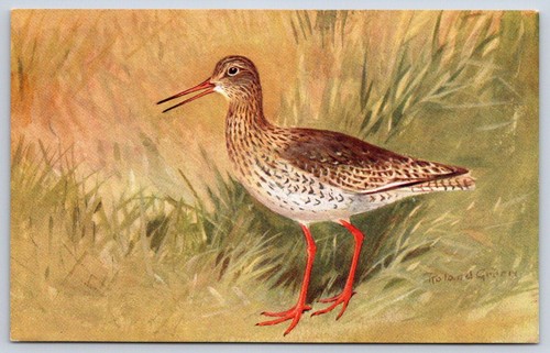 Antique redshank bird - antique,