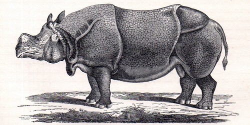 Great indian rhinoceros 1894 - indian,