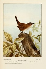 House Wren 1901 Vintage BIRDS