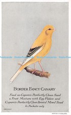 R394329 border fancy canary - border,