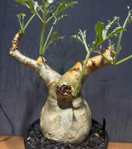 ‌Cyphostemma betiforme