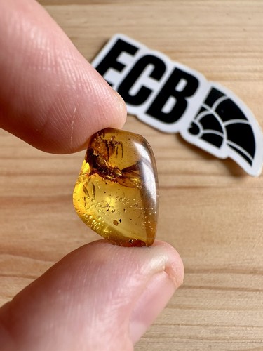 Baltic amber with insect - baltic,