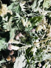 Dried mexican dream - dried,