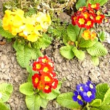Primula Auricula Mixture - 200 Seeds - Bear's Ear Primrose