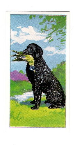 Dogs work collector card - dogs, at