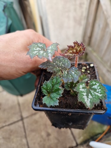 Begonia palmata - , (rex