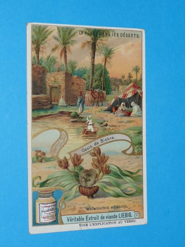 Chrome 1908 liebig - 1908, 922