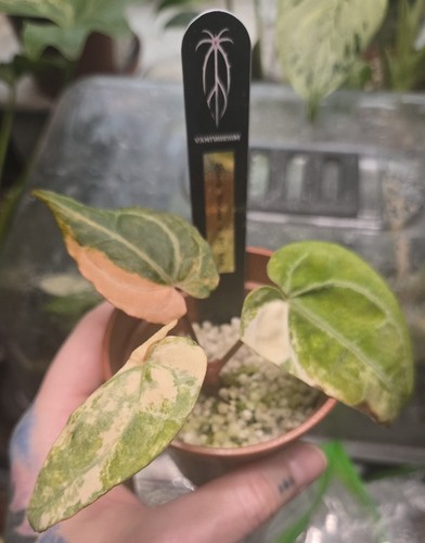 Very rare anthurium black - rare,