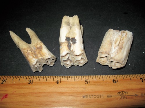 Fossil comparative specimen