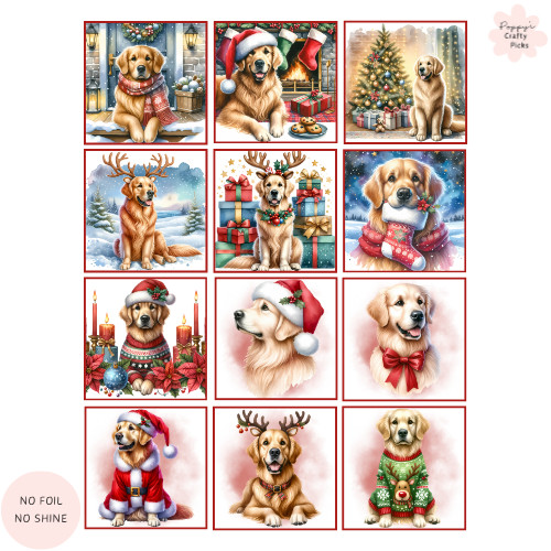 Golden retriever dog - 12,