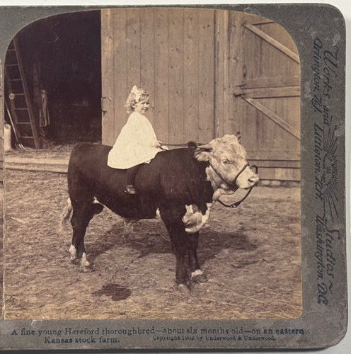 Fine young hereford - a,