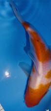 9 Inch Tancho Kohaku  Koi