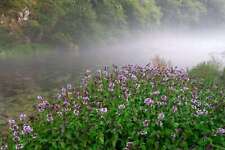 Mentha aquatica (Water mint) - Marginal Pond Plants - MP076