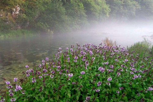 Mentha aquatica - ,