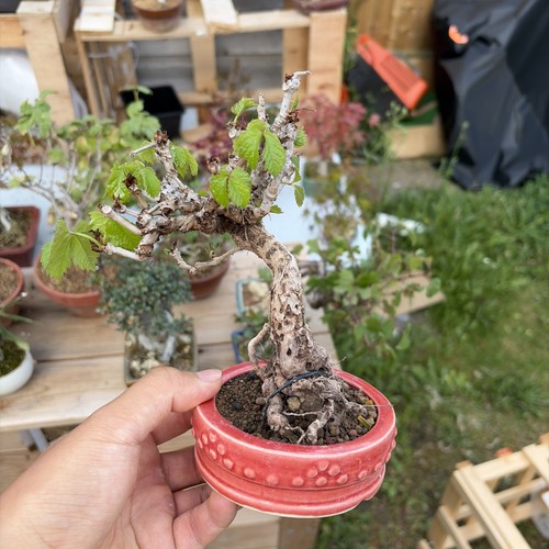 Japanese three leaf ivy - three-leaf,