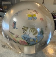 Chinese Exotic Cats in