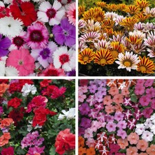 T&M Patio Container Collection