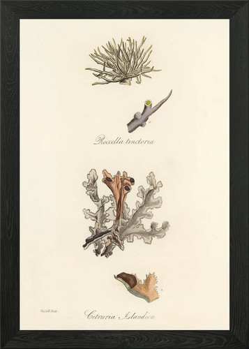 Botanical illustration - botanical, of