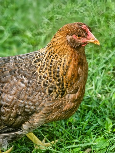 Bielefelder kennhuhn - bielefelder,