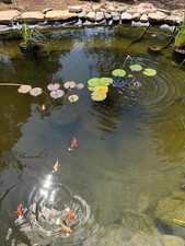 Pond Filter System*