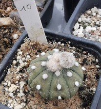 Astrophytum asterias