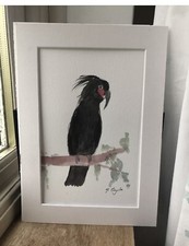 Black Palm Cockatoo, Original