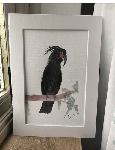 Black palm cockatoo original - cockatoo,,
