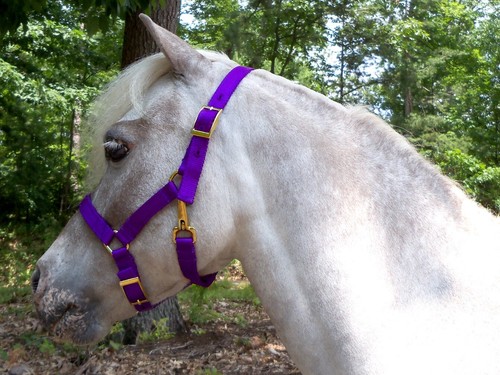 Miniature horse adjustable - miniature,