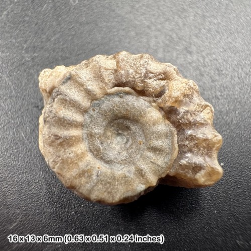 Charmouth promicroceras - charmouth,