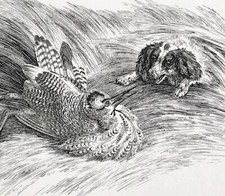 Bittern & Spaniel Dogs by Howitt original antique sporting prints 1814