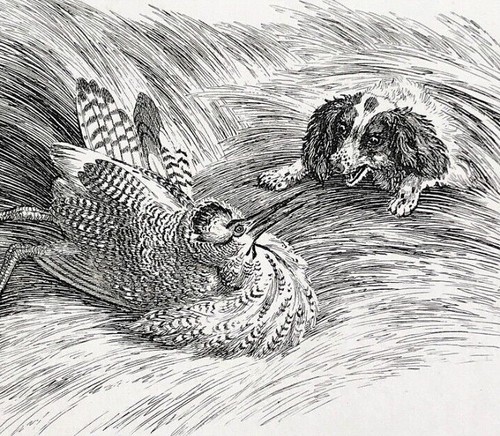 Bittern spaniel dogs by - spaniel,