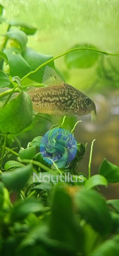 Corydoras pantanalensis - , (c005)
