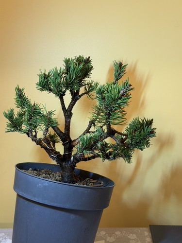 Mugo pine bonsai material - pine,