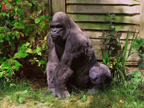 Large silverback gorilla - silverback,