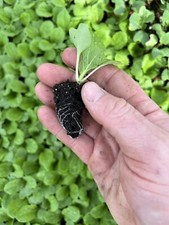 Chinese Cabbage Plug Plants