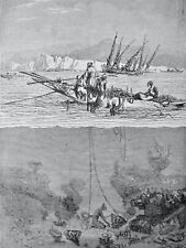 Ocean World SYRIA SPONG FISHING Original Victorian Print by Figuier c1891