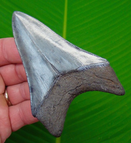 Megalodon shark tooth - megalodon,