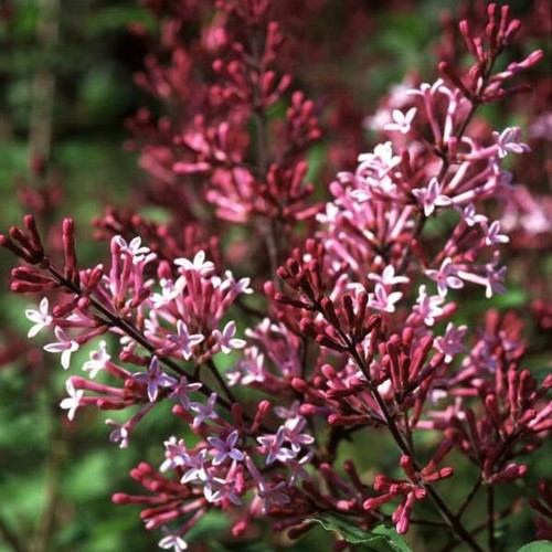 Syringa red pixie - syringa, plant